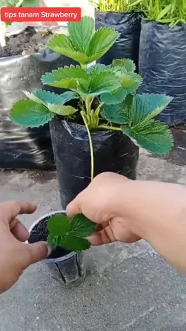 tips menanam strawberry #yukbelajarmenanam #TipsBerkebun #menanamdirumah #caramenanam #tanaman #strawberry 