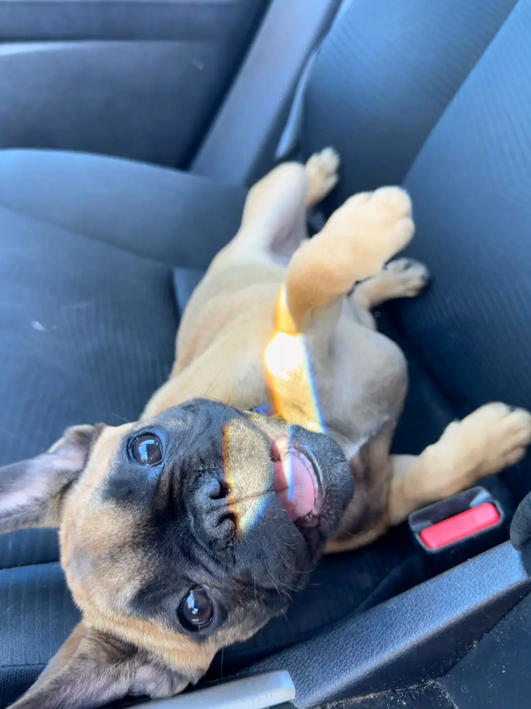 Frenchie baby🥺 mamas boy #frenchbulldog #frenchie #puppiesoftiktok #puptok #trending #fyp 