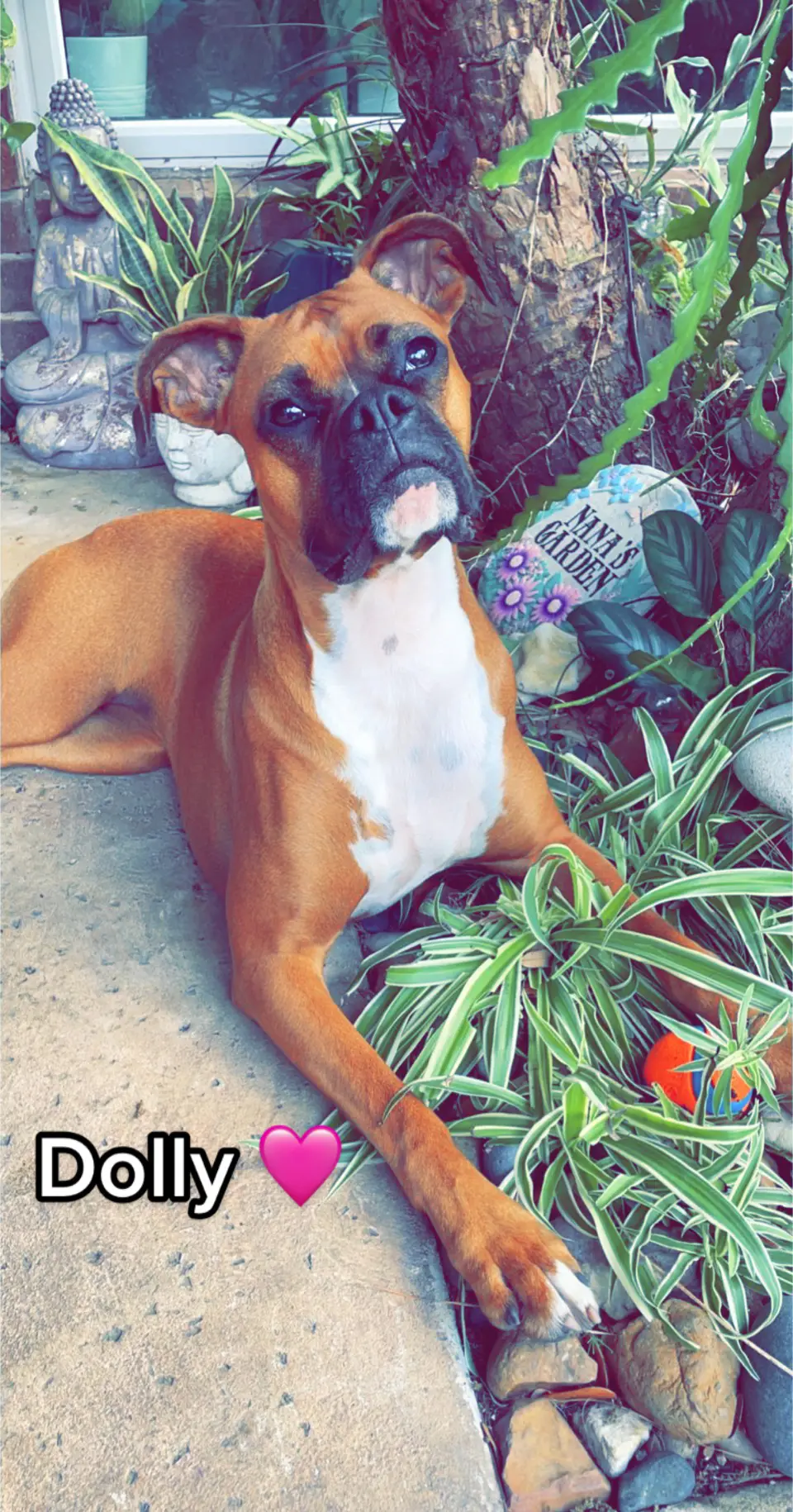 My baby girl💞 #dogsoftiktok #boxerdog #boxersoftiktok #boxerpuppy #boxerdogs #fyp #PetsOfTikTok 