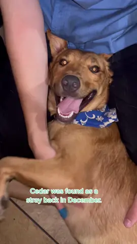 What a catch! 🐠 Adopt our swimmy friend, Cedar 🫶 hihs.org #fyp #dog #shelterdog #hawaii #hawaiitok #hawaiitiktok #fosterdog #animalshelter #dogbeach #beachdog #dogsswimming 