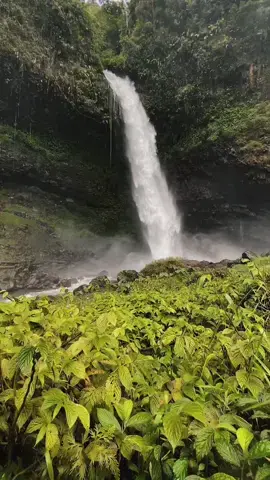 Curug Ciparay, salah satu wisata air terjun alamiah di kawasan Gunung Dinding Ari dan Gunung Karacak, berlokasi di Dusun Parentas, Desa Cidugaleun, Kecamatan Cigalontang, Kabupaten Tasikmalaya, Provinsi Jawa Barat, terutama masih berada di sekitar kaki Gunung Galunggung, Gunung Karacak dan Gunung Dinding Ari. 📌Curug Ciparay, Tasikmalaya #fyp #dolan #beranda #cinematic #viral #explore #tasikmalaya 