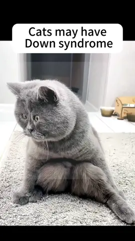 A poor cat#cat #cats #fyp #foryoupage 
