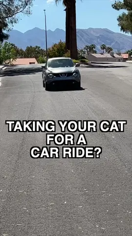 Cat Tip of the Day: Do Your Cats Like Car Rides? #catsoftiktok #cattips101 