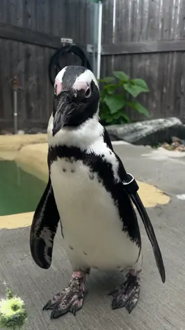 Lilly the Penguin at the @marylandzoo beind adorable as always! #penguin #zoo #marylandzoo #baltimore #maryland #animal #penguinlove #penguinzoo #sassy 