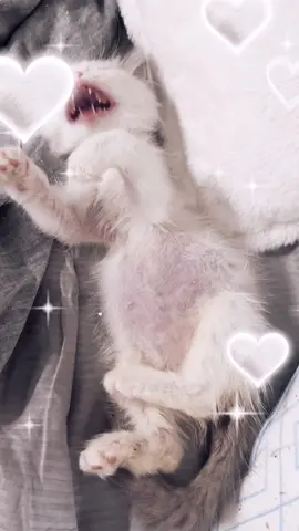 Love this boy! #fyp #foryoupage #foryou #ragdollkitten 