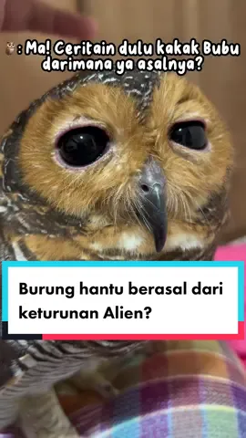 Akhirnya terjawab sudah!😂 memang keturunan Alien yaa, jadi dia cerdas!😂 #bibibfamily #burunghantu #burunghantulucu #owls 