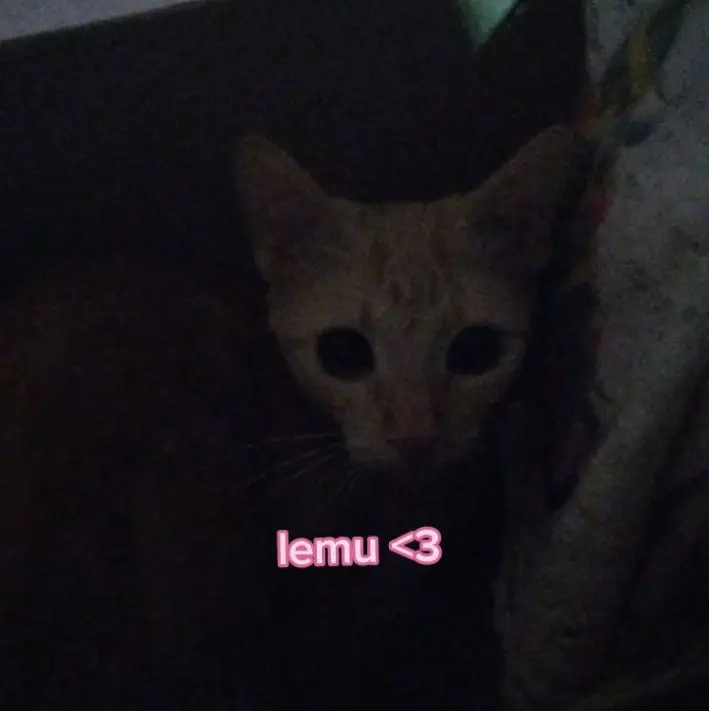 ns krean la lemu es mi ija y mango esmi nieto komo los amo a mis gatos || #fyp #parati #soyese #gatitos 