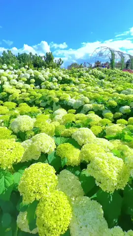 #花 #自然風景 #景色 