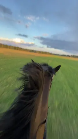 magical. #equestrian #gallop #foryoupage #trailride #foryou #fields #horserider #haha #zerocontrol 