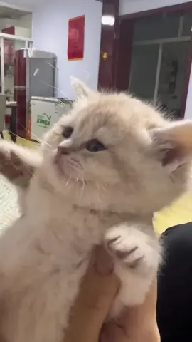 #cat #cute #fyp  