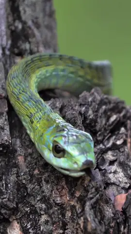 Boomslang snake on a tree in South Africa. The green snake crawls on the branch - close-up view. Reptile & animal concept