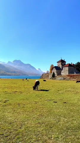 📍 Lake Sils, Switzerland 🇨🇭 Follow us for daily Swiss Content 🇨🇭 #switzerland #mountains #schweiz #swissalps #myswitzerland #nature #inlovewithswitzerland #swiss #alps #wanderlust #visitswitzerland #travel #suisse #landscape #naturephotography #grindelwald #interlaken #blickheimat #switzerlandpictures #swissmountains #switzerlandwonderland #switzerland_vacations #graubünden #engadinstmoritz #engadin #oberengadin #silsersee #sils #silsmaria #lakesils 