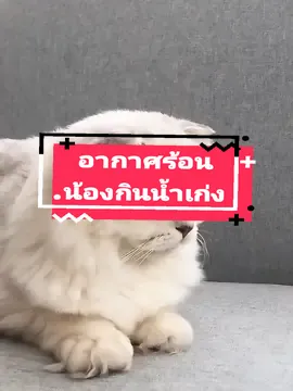 อากาศร้อน ต้องเตรียมน้ำให้พอ #น้ําพุแมว #รีวิวน้ําพุแมว #อุปกรณ์เลี้ยงแมว #สวนสัตว์tiktok 