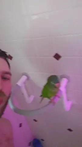 #bluecrownconure 