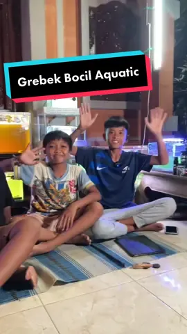 Bocil Snakehead..ada komunitas Bocil di bali mereka sering nongkrong dari jam 8 malam sampai jam 9 malam setiap harinya ..nama komunitas channa mereka bocil snakehead..ada gak komunitas bocil kaya gini? #channa #andrao #StarRailChallenge #UniqloRamadan #channaandrao #ikanchanna #channabarca #bosbosqu #fransaven #limbata #ikanpredator #channamaru #aurantimaculata #channapulcra #ikancupang #ikankoi #ikanhias #ikanlele #asiatica  ikan channa koi lele ikan hias ikan ikan 