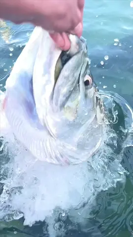 Hand feeding tarpon at @robbiesofislamorada ! Definitely worth the stop to see some big fish. #tarpon #aquariums #fishtanks #monsterfish #saltwaterfish #saltwaterfishing #floridakeys #sharks 