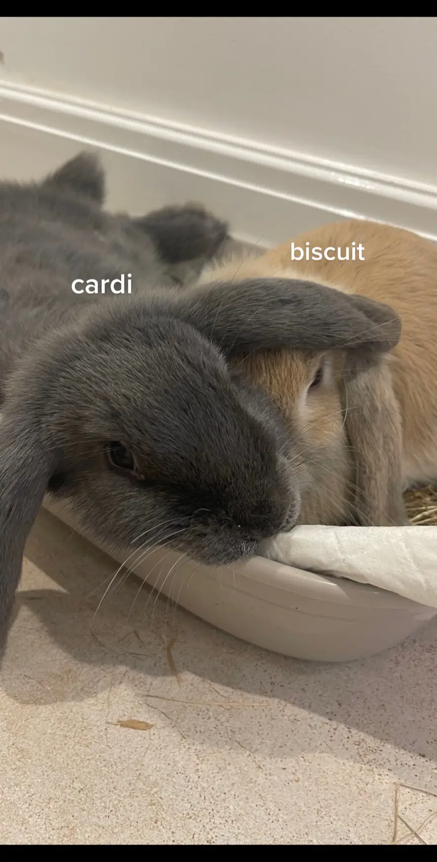 anything but cardi and biscuit lmao 