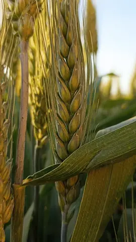 Cuando se acerca el atardecer y el sol baja poco a poco 🌾✨ . . #trigo #campo #naturaleza #paz #zen #dorado #nature #parati #beautiful #andalucia #greenscreen  #CapCut 