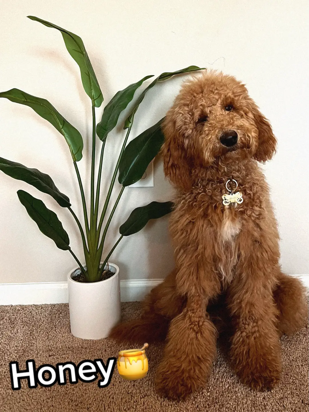 my wittle honey bun🍯🥹 #goldendoodlesoftiktok #fyp #goldendoodle #puppy