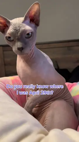 He’s a silent sleeper #april29th #cats #taylorswift #sphynx #sphynxcat 