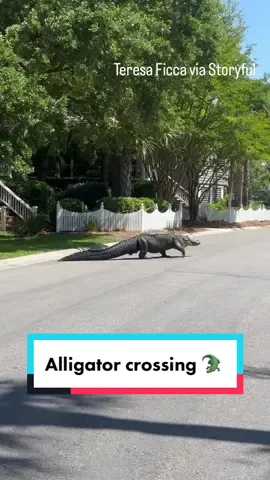 A huge alligator was caught on camera lumbering across a road in South Carolina. Footage shows the massive animal slowly walking across a road and eventually settling down before reaching the other side. #news #alligator #alligators #alligatorsoftiktok #animals #animalsoftiktok 