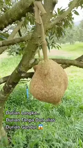 Keunikan buah durian si gundul tentu membuat penasaran banyak orang. Bagaimana tidak, tak seperti durian pada umumnya, si gundul sama sekali tak memiliki duri di permukaan kulitnya. Bentuknya bulat, warnanya coklat sehingga banyak yang menyebut durian asli Nusa Tenggara Barat (NTB) ini mirip buah sukun atau buah kelapa. Kasubbag Tata Usaha Balai Pengawasan dan Sertifikasi Benih (BPSB) Provinsi Nusa Tenggara Barat, Maisin mengatakan, rasa durian si gundul sangat legit dan tak berserat.  . Kami ready bibitnya loh Sobat. STOK SANGAT2 TERBATAS !!!!!!! Untuk informasi lebih detail silahkan WA ke nomor 0813 - 7968 - 6978  📲 . . . #bibitdurian #bibitduriangundul #bibitduriansigundul #bibitdurianlangka #bibitdurianunik #bibitdurianntb #bibitdurianlombok #durian #buahdurian #duriangundul #duriansigundul #durianntb #durianlombok #durianlangka #durianunik #durianmontong #durianmusangking #durianbawor #duriandurihitam #durianlovers #pecintadurian #esdurian #esduren #durianfrozen #duriancake #durianbeku #selaidurian #durianfresh #durianlegit #durianlezat