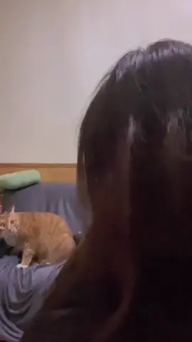 #catsoftiktok #おもしろ猫 #可愛い猫 #可愛い動物 #面白い猫 #うちの猫が可愛すぎる #おもしろ猫動画 #おもしろ動画猫 #ペットおもしろ犬 #可愛いペット #癒し動物 #可愛いペット猫 #猫可愛い #ねこ可愛い #猫動画 #ねこがいる暮らし #mèo #cat #動物可愛い #ペット可愛い 