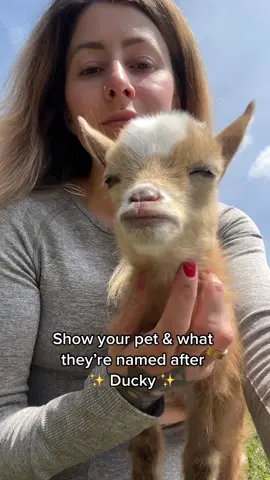 Its fitting 🥹 #farmtok #goattok #nigeriandwarfgoats #nigeriandwarfgoatsoftiktok #goatsoftiktok #bottlebabygoat #kidgoats #kidgoatsoftiktok #goats 