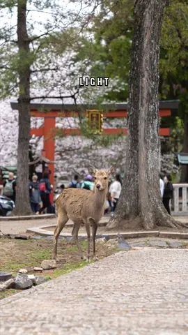 Hello deer! 🦌 Edited this image entirely on my phone using Lightroom Mobile, what do you think? #lightroom #beforeandafter #photography #japan 