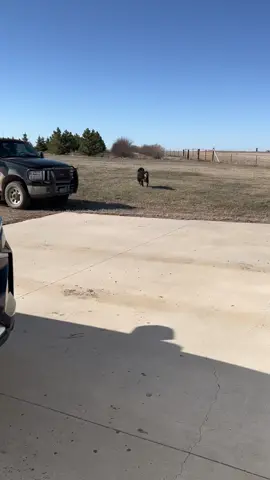 Yay Porcupines🤦🏻‍♀️ #porcupinequills  #ouch #vettrip #dog #northdakota #bernesemountaindog 