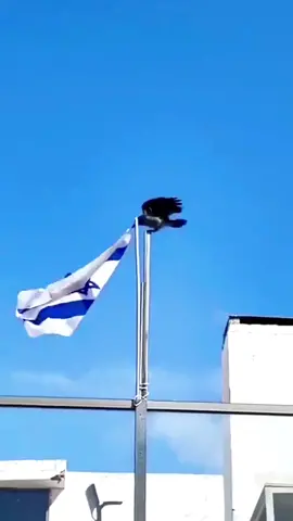 The crow took down the Israeli flag  #1  #TheCrowTookDownTheIsraeliFlag 
