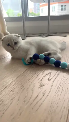 I love my new blue worm toy🫶 #scottishfold #cat #kitten #foryou #foryoupage #fyp #pedigree 