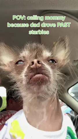 HOW DARE HE? I NEED my pupcup! #dogdads #dogsoftiktok #dogtok #chihuahuas #spoileddog #dogsofstarbucks #pupcups #pupcupsstarbucks #dogs #dog #starbiestok  