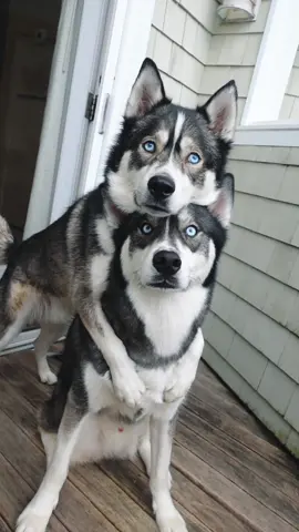 Will never get over the baby blue eyes 😍 happy selfie sunday! #dogsoftiktok #huskiesoftiktok #huskies #viraldogs #talkinghusky #husky #doglover #doggos #dogmom #huskylife 