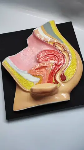 Maquetas y maquetas 3D✨️ aparato reproductor femenino  #maqueta #anatomia #porcelana #huesos #quito #ecuador 🇪🇨 #parati #univercidadcentral #uce #universidadcatolica #puce #udla 