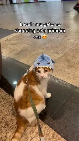 Domingo é dia de shopping, bebê 🐈❤️ #gato #shopping #passeandocomgato #gatostiktok #meugato #tobias #gatofofo #gatolovers #cat #cadimashopping 