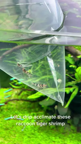 Introducing racoon tigar shrimp to my aquarium #aquascape #plantedtank #aquarium #tiktok #fyp #oase #plantedaquarium #aquariumhobby #aquascaping #tropica #freshwateraquarium 