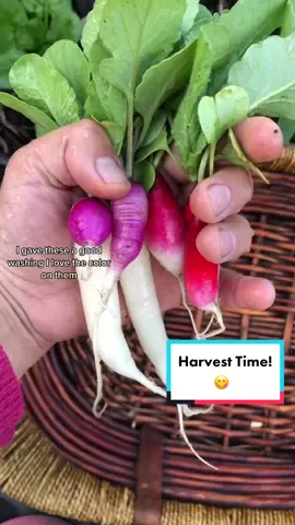 Harvest time!  #yummy #crunchy #fresh #radish #salads #greens #spinich #romainelettuce #garden #gardentok #garden101 #gardentips #gardening #gardeningtok #gardening101 #gardeningtips #Homestead #homesteadtok #homesteadlife #homesteading #farm #farmtok #farmlife #wholesome #positive #vibes #plants #greenthumb #victorygarden #veggiepatch #berrypatch #growagarden #growfood #growfoodnotlawns #comealong #comealongwithme  #fyp #fypage #foryou #foryoupage #viral 