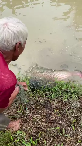Amazing Grandpa Cast Net Fishing Skills That Is On Another Level! 😂 #fishing 
