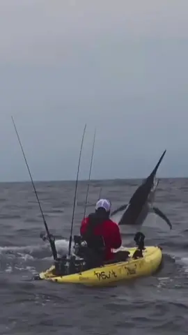 True Story : Old Man and the Sea Kayak Edition 🎣🙌 What’s the heaviest fish you have ever pulled in? This black Marlin weighted 600 pounds!  🎥 @adamfishk   #marlinfishing #marlinfish #deepseafish #deepseafishing #sailfish #sailfishing #swordfish #swordfishing #fishingtrip #fishingday #fishingdaily #fishingismylife #kayak #kayaking #kayakfishing #marlin #fish #fishing #ocean