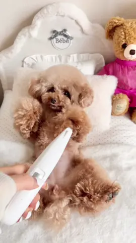 Spa day 3🫧 最後の顔見て！😂 #dog #toypoodle #asmr #dogsoftiktok 