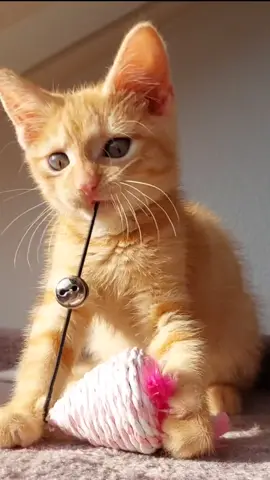 #fyp #gatosnaranjas✨🧡 #michita #parati #michitiktok #fypシ #gatitos #gatitostiktok #orangecatsoftiktok 