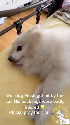 #dog#animal#of#tiktok#injured#fypシ 