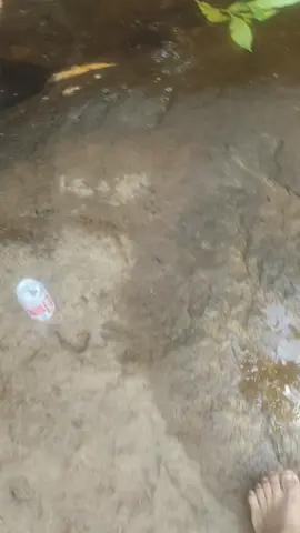 មិនដឹងត្រីហែលមកពីរណា🙀🐟
