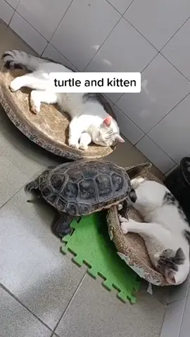turtle and kitten#cats 