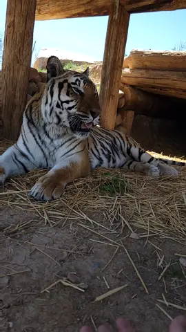 When you need your orange cow to move but he's not ready for Monday #Monday #orangecow #animals #justababy #outofafricapark #tiger #cat 