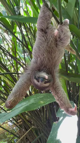 Moments that give life meaning.  A baby three toed sloth learning to venture around under the watchful eye of mom.  📍 Rio Punta Uva, Costa Rica 🇨🇷 #sloth #slothlover #nature #costarica #wildlife #wildlifephotography #costaricapuravida #costarica🇨🇷 #cuteanimals #cuteness #animalsoftiktok #visitcostarica #livingabroad #centralamerica #jungle #respectnature #naturaleza #perezoso 