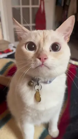 “No you heard me right the first time” #yetitok #yetiworld #catsoftiktok #funnycats #cattok #catmom 