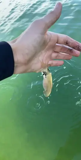 Getting bitten by a squid  #fyp #foryou #firyoupage #squidgame #squid #viral #fish #crazy #australia #insane 