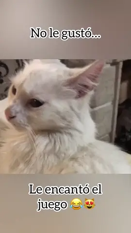 #cat #gatito #gato #parati #viral #pyf 